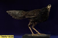 藍腹鷴藏品圖，第6張